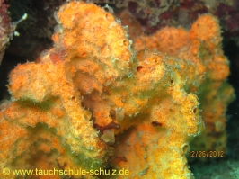 Thailand www.aqua-divers.de