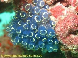 Thailand www.aqua-divers.de