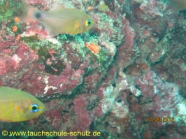 Thailand www.aqua-divers.de