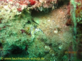 Thailand www.aqua-divers.de