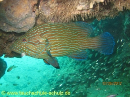 Thailand www.aqua-divers.de
