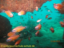 Thailand www.aqua-divers.de