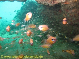 Thailand www.aqua-divers.de